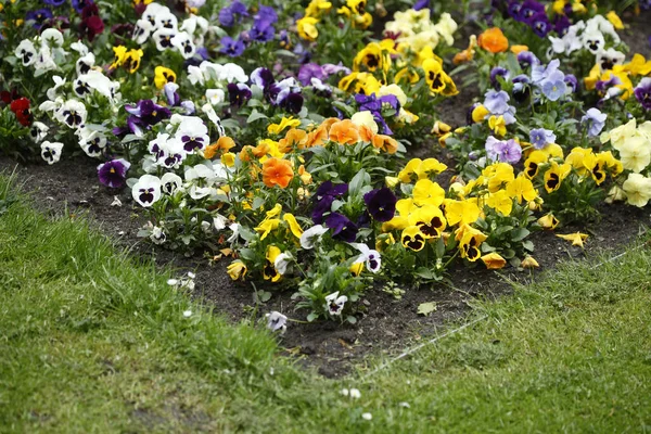 Eine Nahaufnahme Von Bunten Stiefmütterchen Blumen Einem Park — Stockfoto