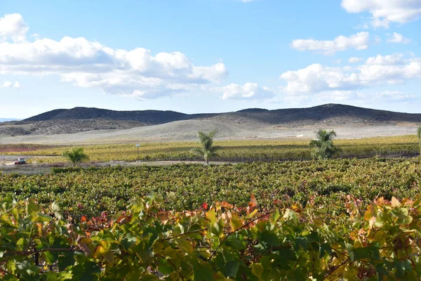 Una Vista Cerca Sobre Viñedo Con Hojas Otoño Colores Con —  Fotos de Stock