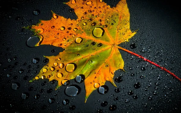 Vysokoúhlý Záběr Podzimního Listu Kapkami Vody Tmavém Pozadí — Stock fotografie