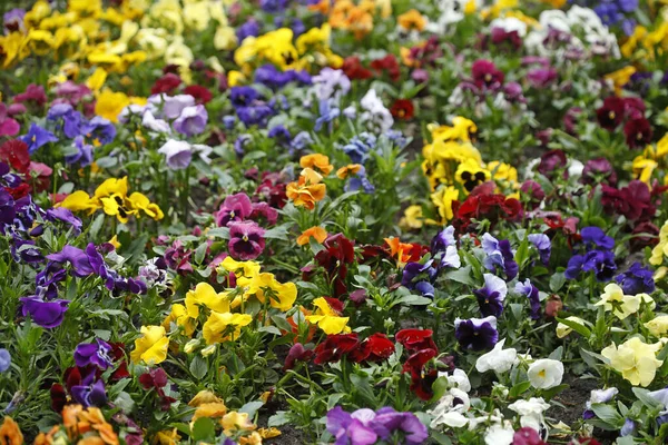 Foco Poco Profundo Vibrantes Flores Colores Fondo — Foto de Stock