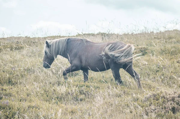 Vacker Svart Häst Som Springer Fält Mot Den Molniga Himlen — Stockfoto