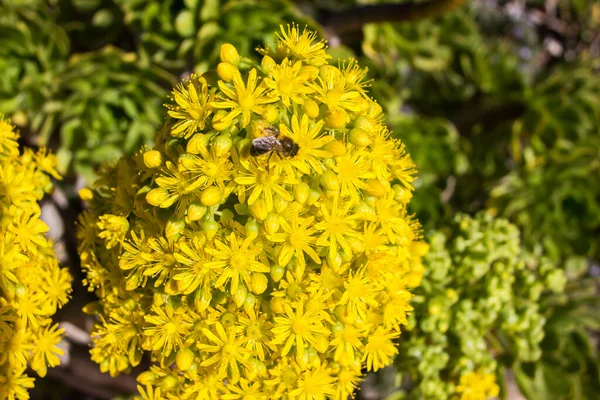 Primo Piano Ape Fiore Cactus Giallo — Foto Stock