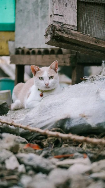 Вертикальний Знімок Домашньої Короткошерстої Кішки Сидить Землі Камінням — стокове фото