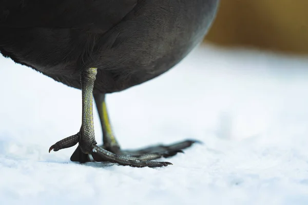 Μια Επιλεκτική Μακροσκοπική Λήψη Των Ποδιών Ενός Πουλιού — Φωτογραφία Αρχείου