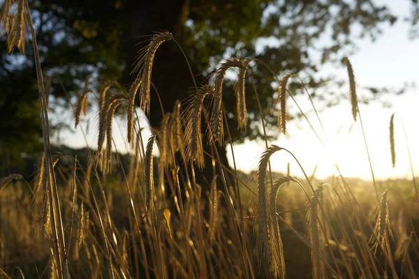 Closeup Shot Rye Growing Field Golden Hour — Stock Photo, Image