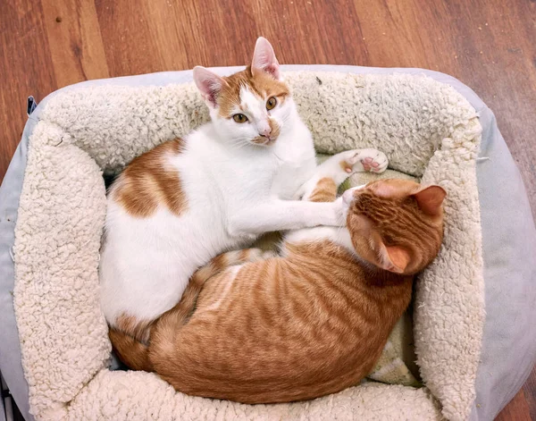 Górny Widok Kotów Bawiących Się Swoim Miękkim Przytulnym Łóżku — Zdjęcie stockowe