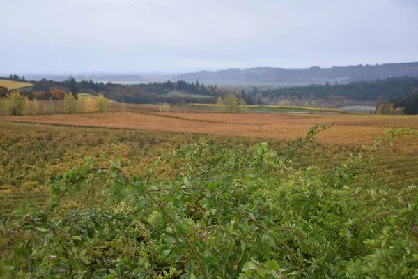 Detailní Záběr Malebné Vinice Willamette Valley Oregon Vinařské Země — Stock fotografie