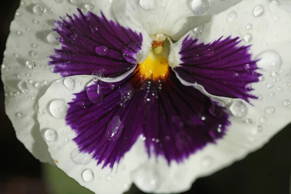 Close Uma Delicada Flor Pansy Branco Roxo Com Orvalho — Fotografia de Stock