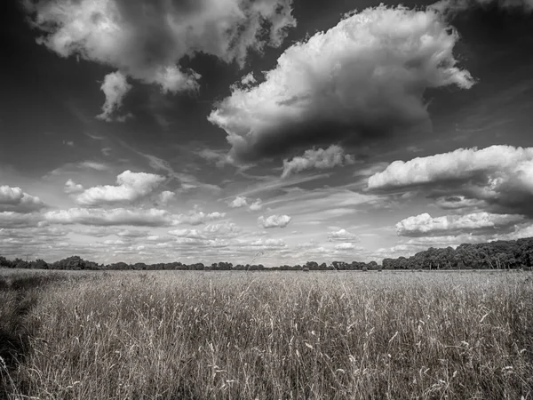 Una Toma Escala Grises Campo Cubierto Hierba Bajo Hermoso Cielo —  Fotos de Stock