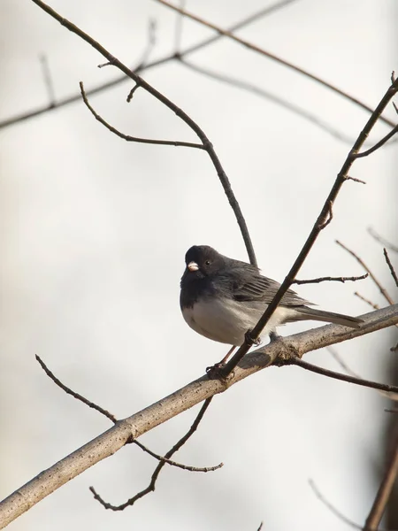 一种在树枝上的毛茸茸的深色眼睛的野鸟的选择性焦点 — 图库照片