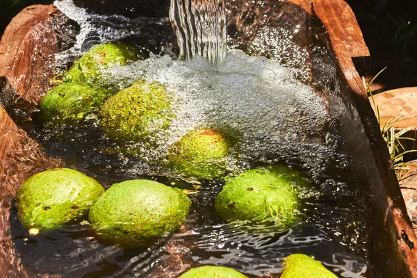 在木制水箱中倒水的绿色和黄色鳄梨的俯瞰特写 — 图库照片