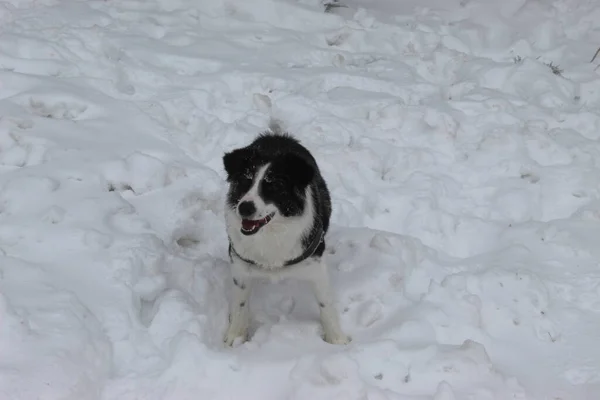 Ein Schwarz Weißer Zentralasiatischer Schäferhund Der Winter Auf Schnee Steht — Stockfoto