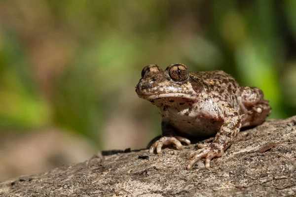 Fuoco Superficiale Comune Rospo Ostetrica Alytes Ostetrici Sulla Corteccia — Foto Stock