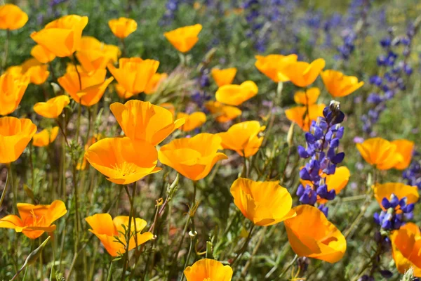 Eine Hochwinkelaufnahme Von Goldenem Gelb Orangefarbenem Mohn Und Violetten Wildblumen — Stockfoto