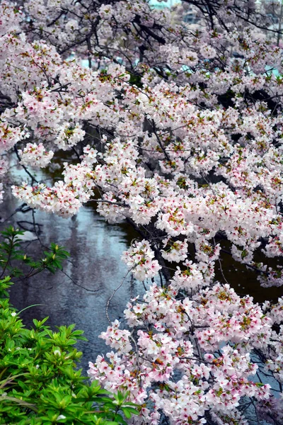Vertical Shot Sakura Blossom — Stock Fotó