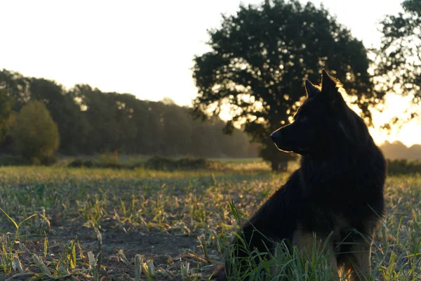 牧草地に座っているドイツの羊飼いの犬のシルエット — ストック写真