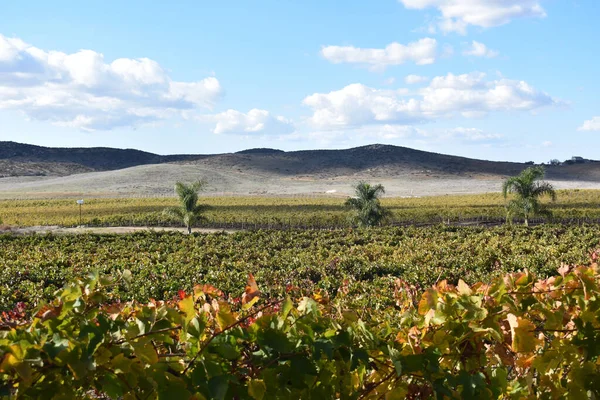 Una Vista Cerca Sobre Viñedo Con Hojas Otoño Colores Con — Foto de Stock