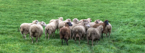 昼間に牧草地で羊の放牧の群れ — ストック写真