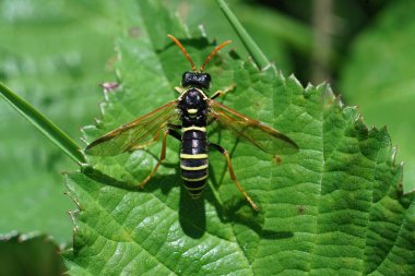 One of the many harmless yellow sawflies, Tenthredo scrophulariae, mimicking a wasp clipart