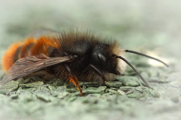 Zbliżenie Ujęcie Męskiej Rogatej Pszczoły Murarskiej Między Rozmytym Tłem — Zdjęcie stockowe