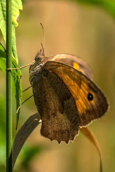Pomarańczowy Motyl Czarną Kropką — Zdjęcie stockowe