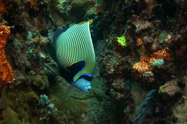 Primer Plano Hermoso Pez Ángel Emperador Cerca Coral Marino —  Fotos de Stock