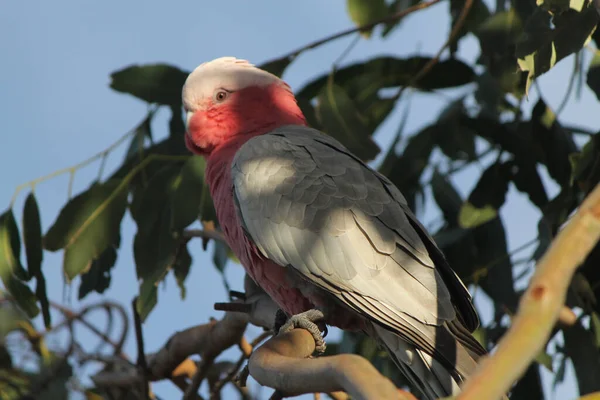 Papagaio Rosa Selvagem Chamado Galah Ramo Eucalipto Luz Manhã — Fotografia de Stock