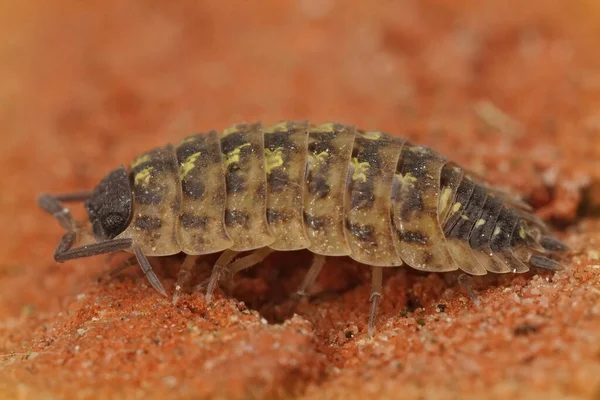 Uma Foto Macro Woodlice Cabeça Preta Tijolo Vermelho — Fotografia de Stock