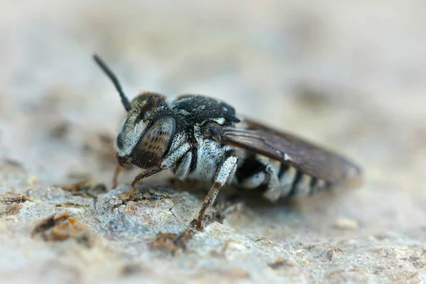 Een Macro Shot Van Een Mannelijke Cleptoparasitic Bee Een Verweerd — Stockfoto