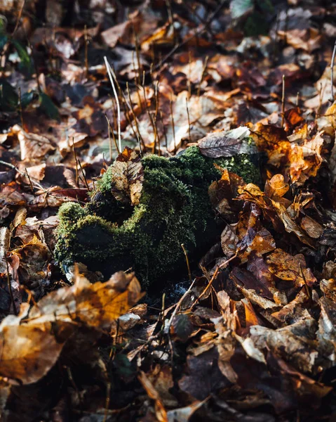 Vertical Shot Fallen Wet Autumn Leaves Moss — Stock Photo, Image