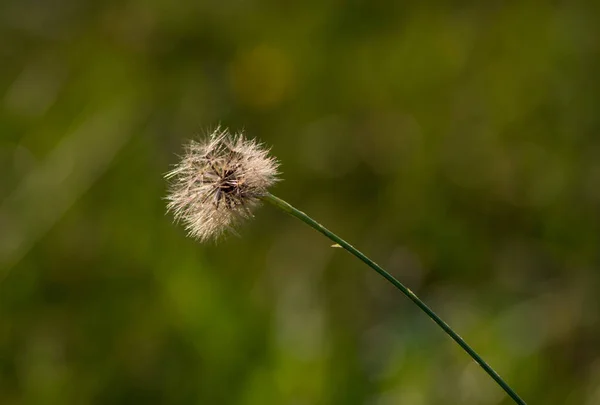 Diente León Plateado Sobre Fondo Claro — Foto de Stock