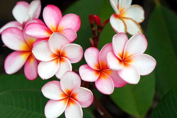 Primo Piano Fiori Plumeria Rosa Catturati Giardino Durante Giorno — Foto Stock