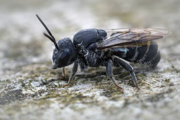 Selektiv Fokusbild Stelis Simillima — Stockfoto