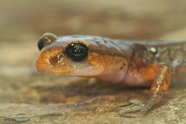 Zbliżenie Zdjęcia Mężczyzny Ensatina Eschscholtzii Salamander Starzejącej Się Powierzchni Drzewa — Zdjęcie stockowe