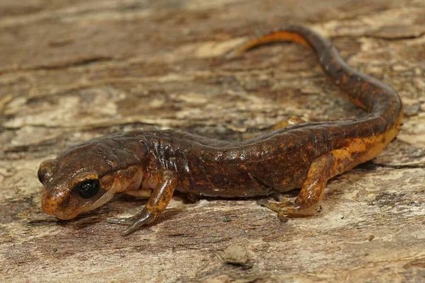 Close Tiro Masculino Ensatina Eschscholtzii Salamandra Superfície Árvore Intemperizados — Fotografia de Stock