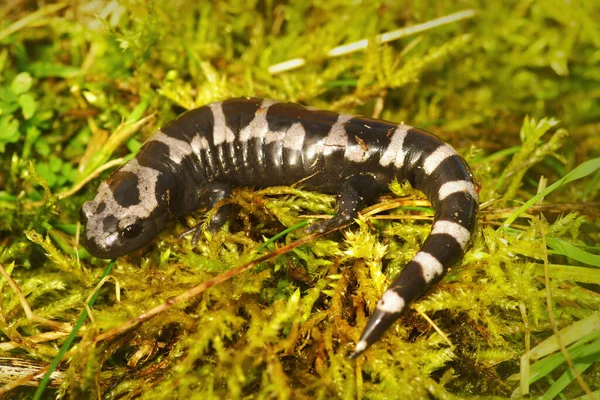 Взрослая Мраморная Саламандра Ambystoma Opacum — стоковое фото