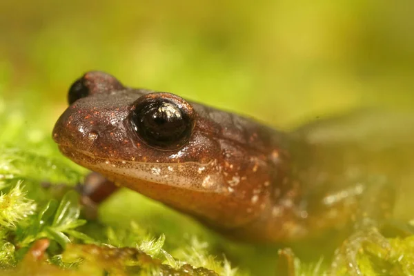 Macro Shot Ensatina Salamander Agianst Green Blurry Background — Stock Photo, Image