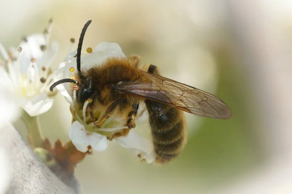 Tiro Macro Abelha Mineração Cinza Gastered Flores Prunus Spinosa — Fotografia de Stock