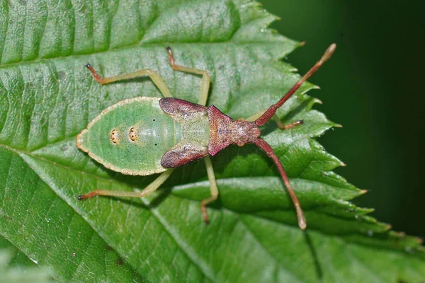 Närbild Grön Nymf Rutan Bugg Gonocerus Acuteangulatus Sola Ett Grönt — Stockfoto