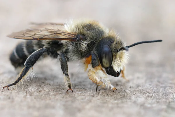 Willughby Levélvágó Méhének Hte Hímjéről Megachile Willughbielláról Tipikus Fehér Elülső — Stock Fotó