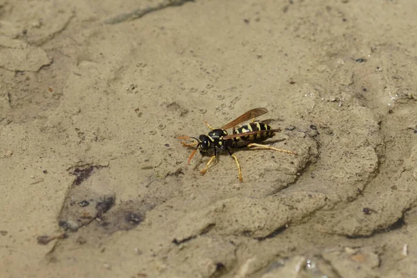 一只黄蜂在地面上的特写镜头 — 图库照片