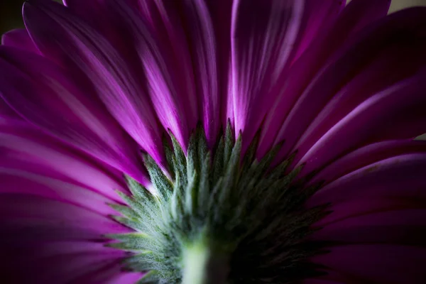 Egy Gyönyörű Lila Gerbera Virág Hátsó Oldala — Stock Fotó
