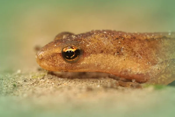 Een Close Shot Van Gladde Salamander Hoofd Tegen Een Wazige — Stockfoto