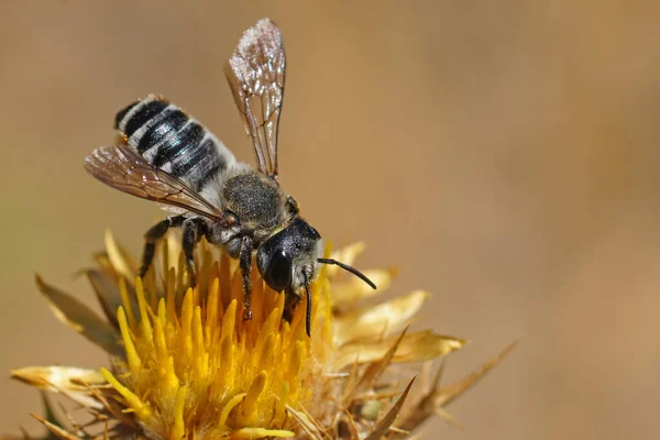 Primer Plano Abeja Cortadora Hojas Flor Amarilla — Foto de Stock