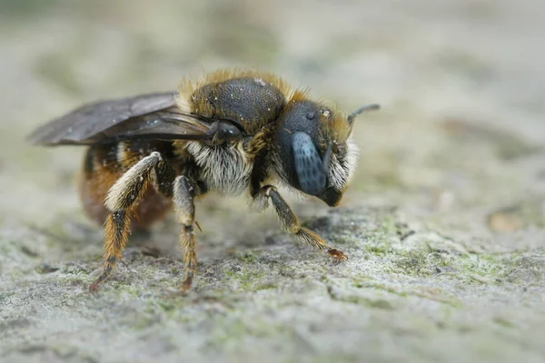 Osmia Spinulosa Tüskés Kőműves Méh Szelektív Fókuszképe — Stock Fotó