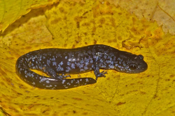 侧边Ambystoma Blue Spotted Salamander特写 — 图库照片