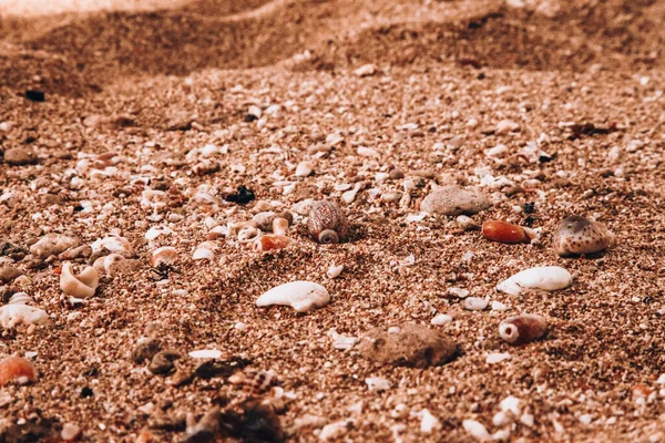 Tiro Seletivo Foco Dos Seashells Uma Praia — Fotografia de Stock