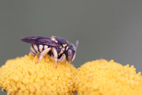 Une Petite Abeille Jaune Résine Rotonde Anthidiellum Strigatum Recherche Nectar — Photo