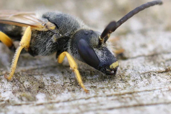 Een Selectieve Focusshot Van Halictus Scabiosae Vliesbijen — Stockfoto