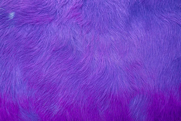 Purple Cow Skin Texture Hai — Stock Photo, Image